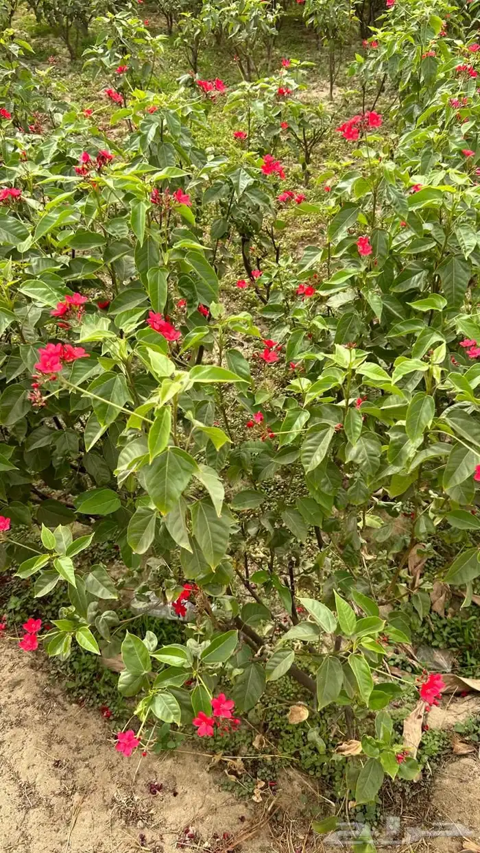 شتلات وأشجار بسعر الجملة 11