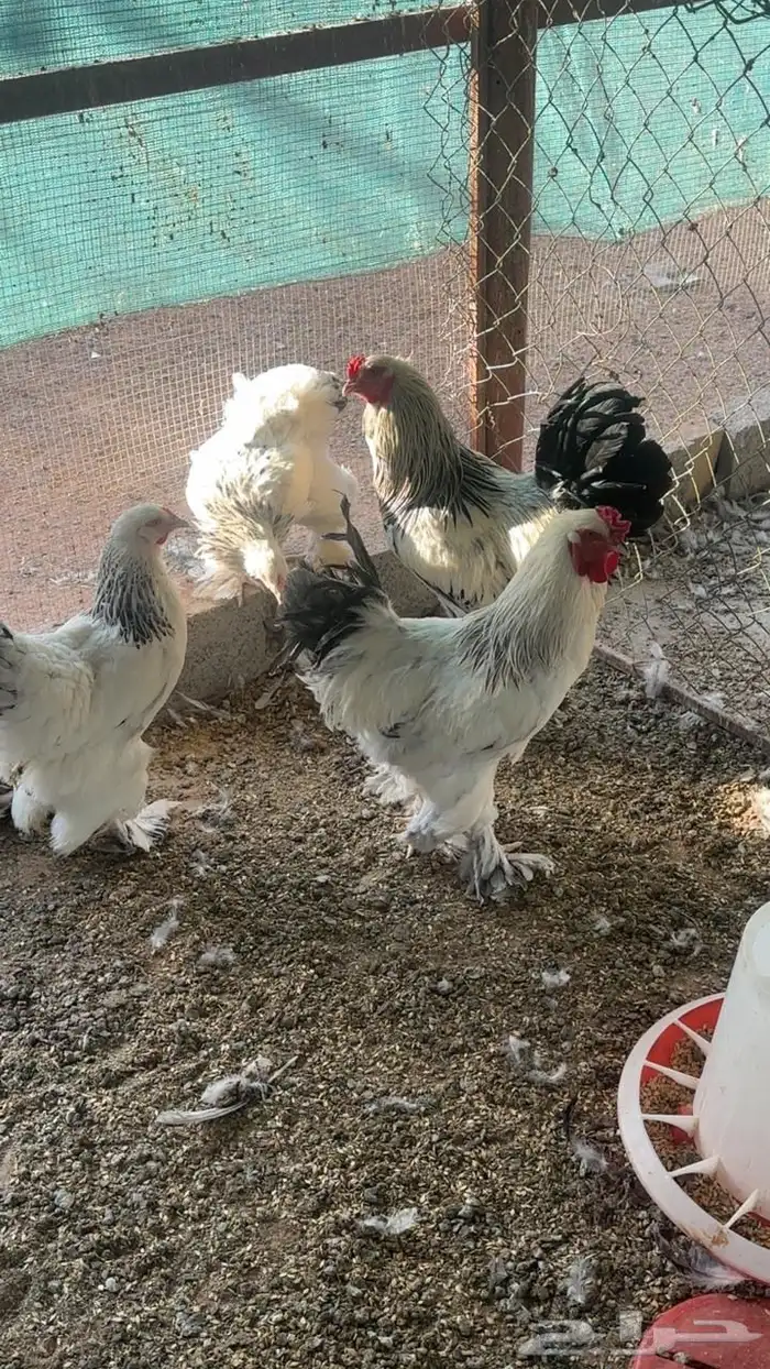 دجاج برهما وا فيومي وبلدي 4
