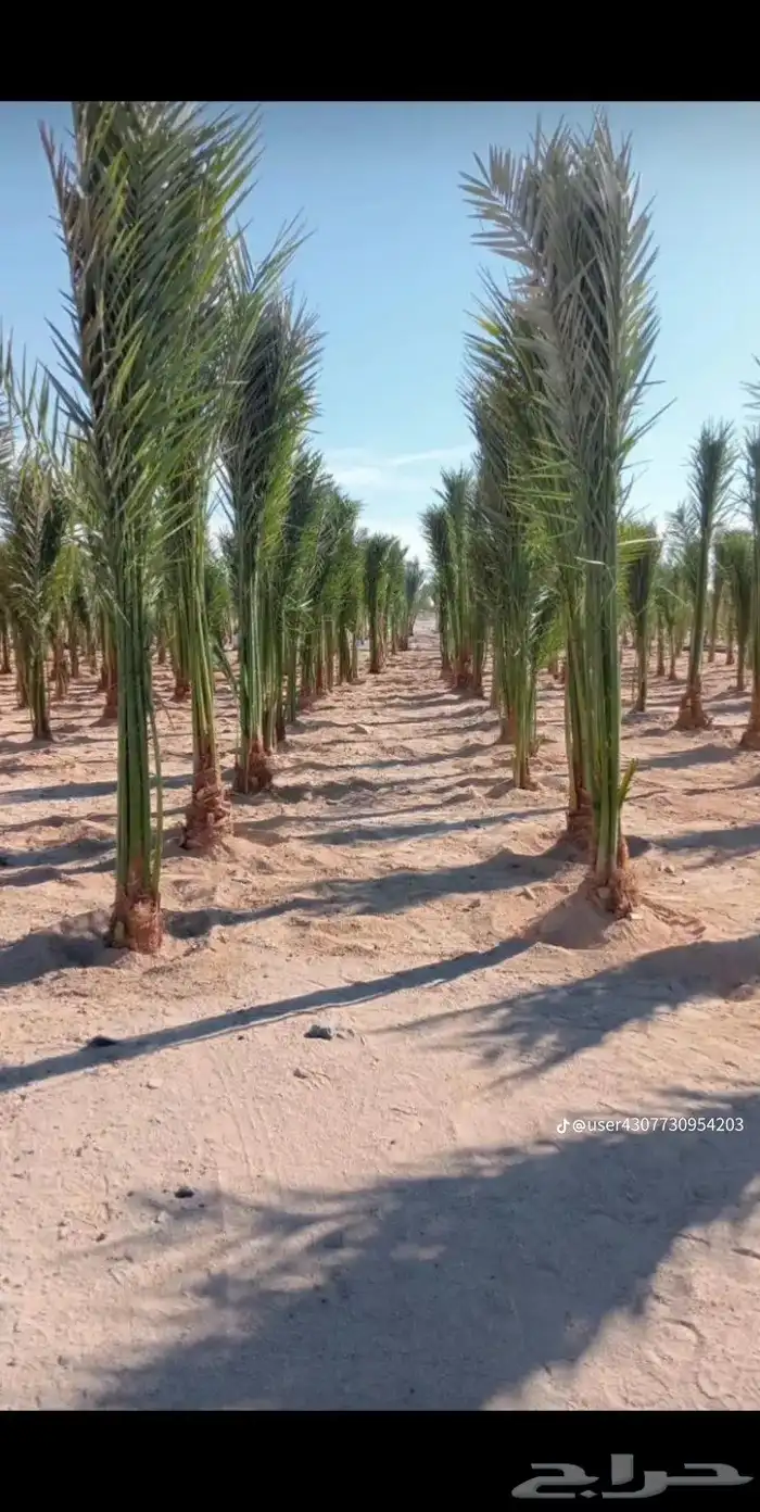 نخيل للبيع 6