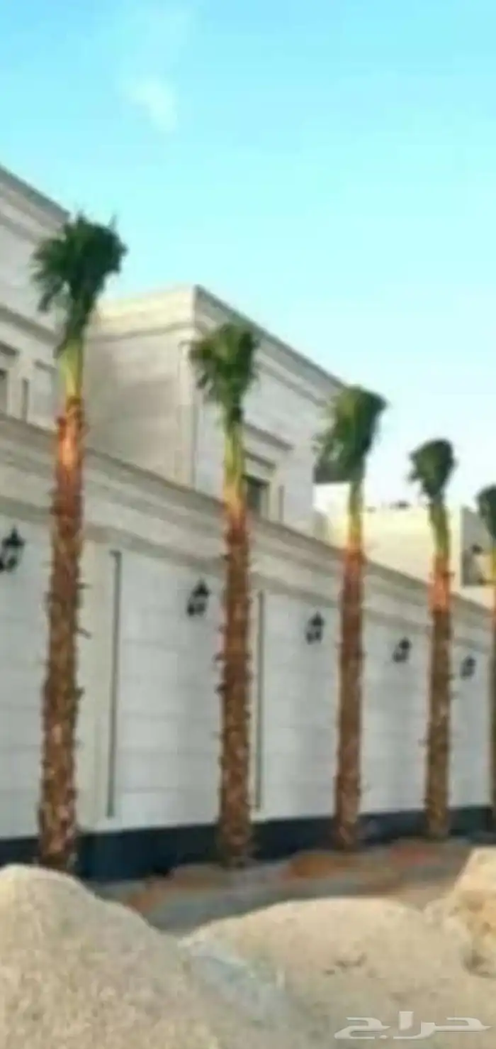 نخل زينه واشنطوني للبيع 5