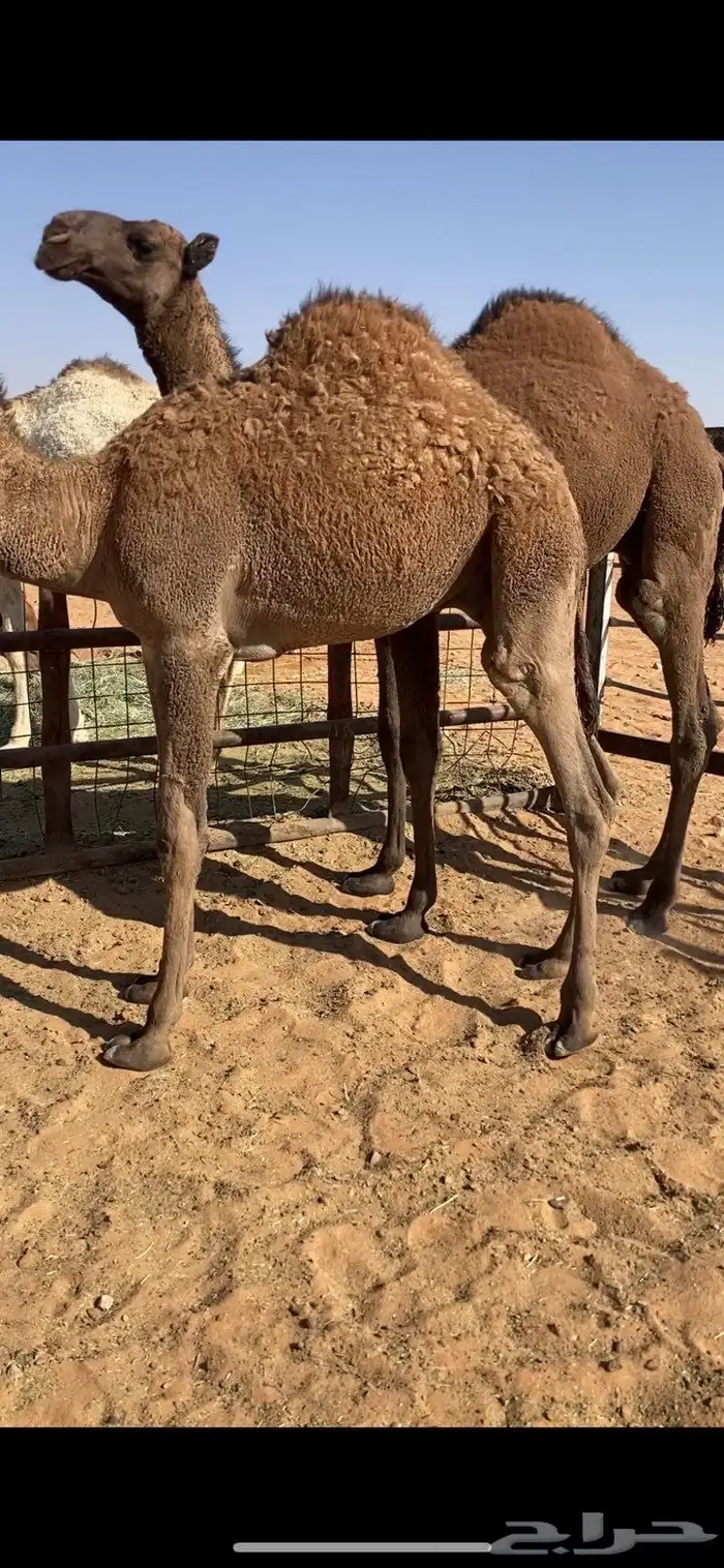 قعدان قصب نواهي 1