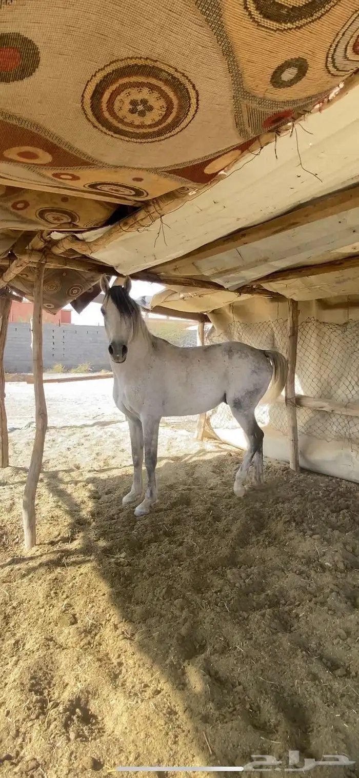 حصان شعبي كفو 1