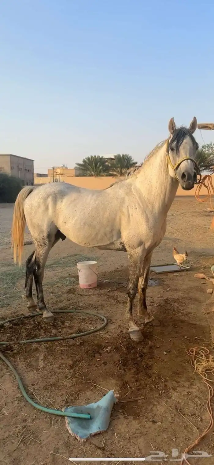 حصان شعبي كفو 0