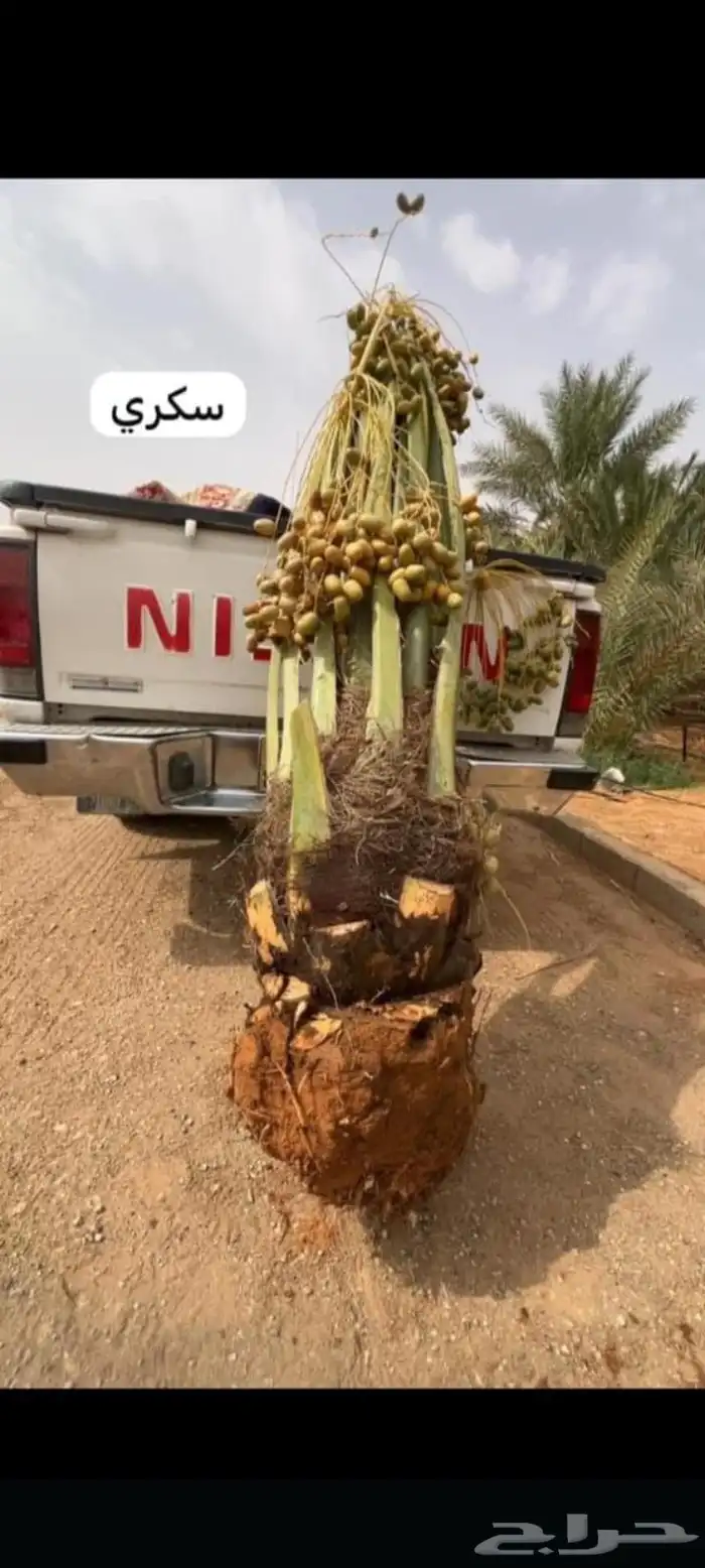 مقاول شبوك ونخيل 9