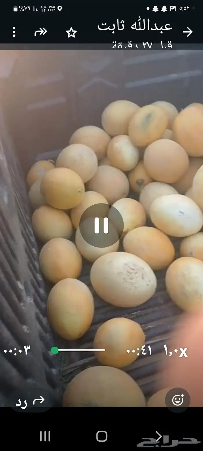 شمام على الثري للبيع 2