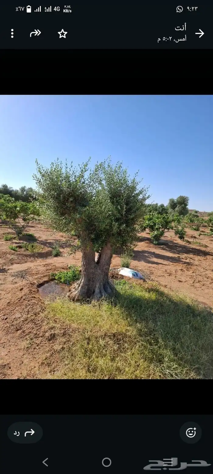 مقاول اشجار زيتون ونخل وشنطني وعربي بجميع انواعها 1