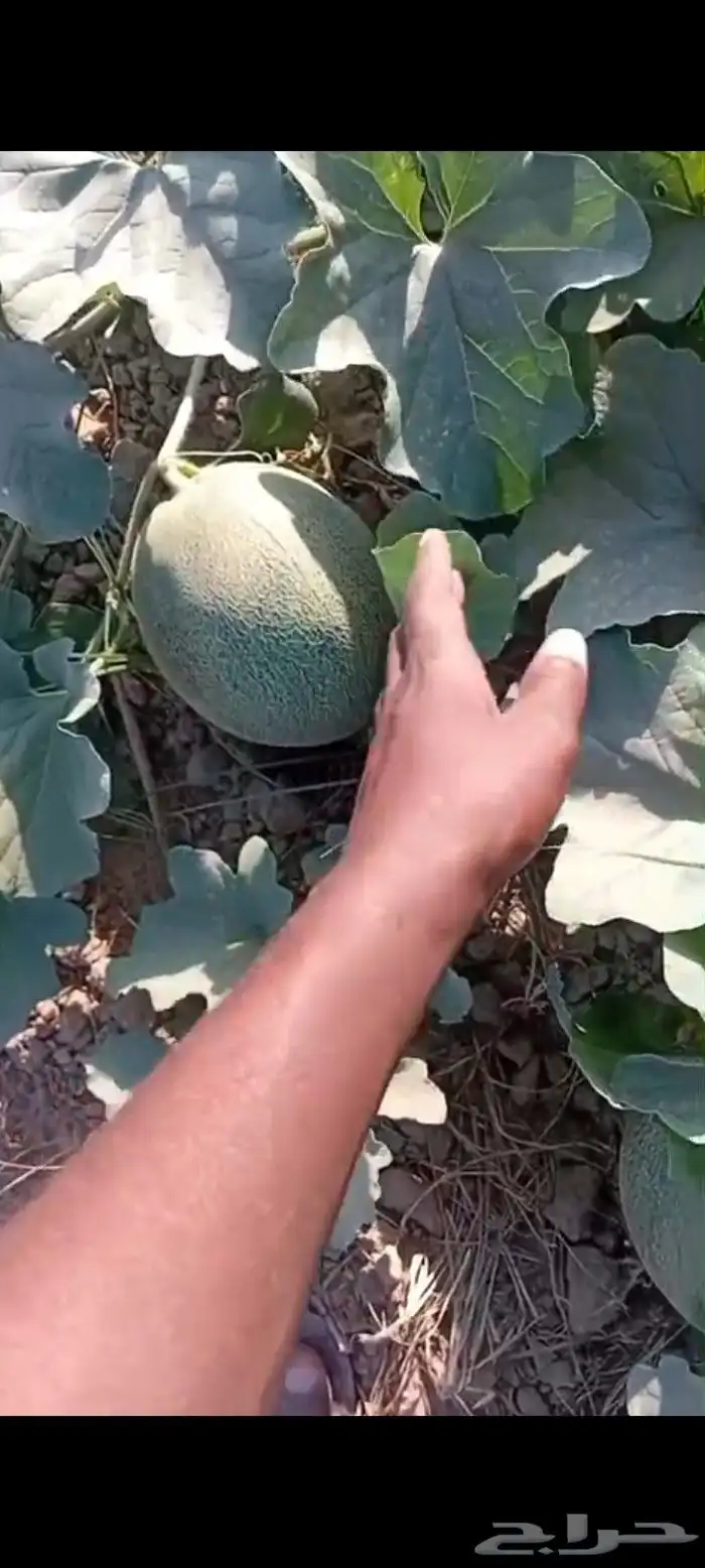 شمام على الثري للبيع 3