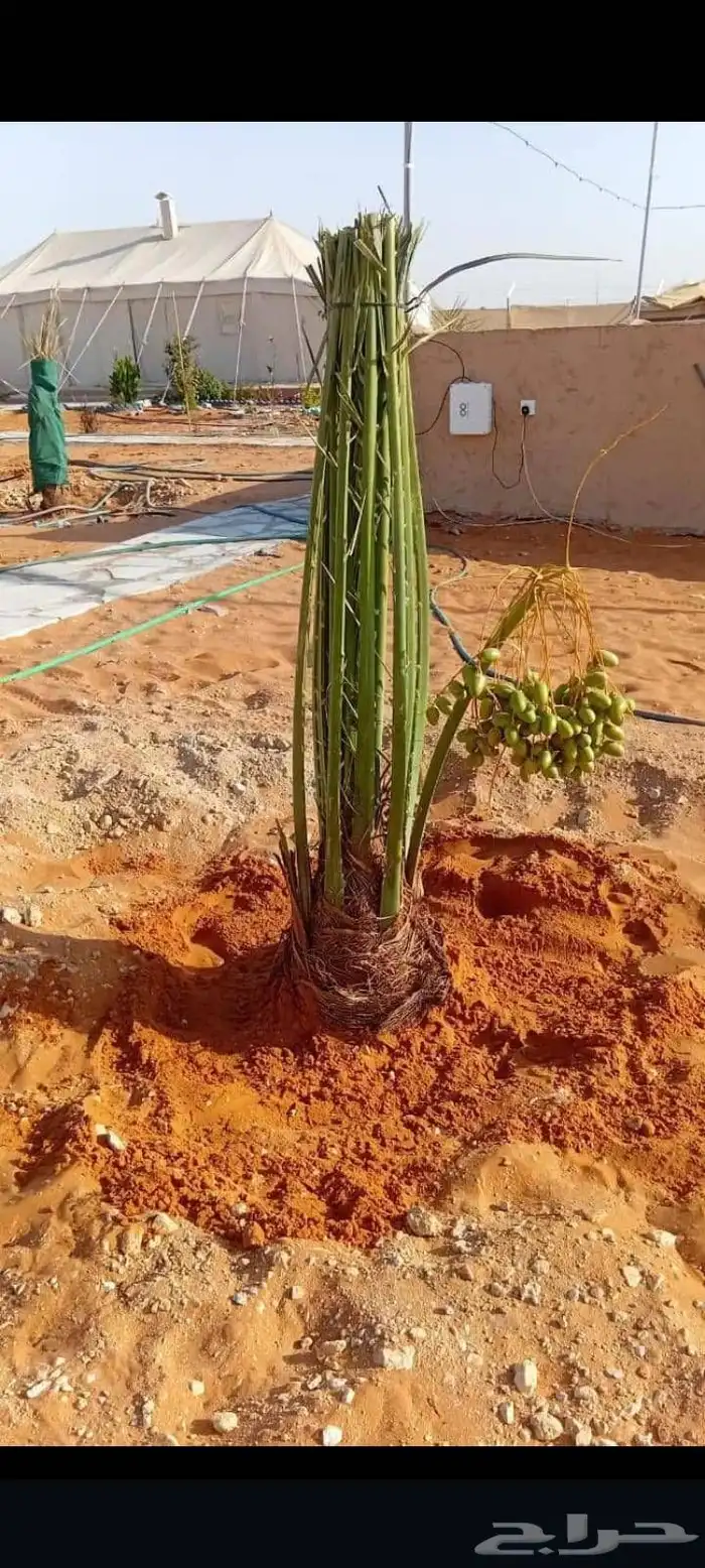 اسلام عليكم ورحمت الله وبركته نقوم وبتوريد جميع أنواع انخيل 7