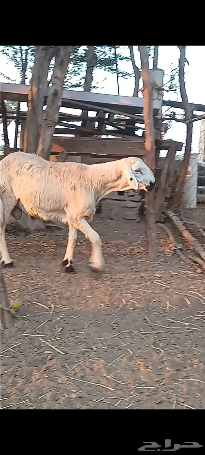 مشروع فحل حري فاخر بعمر خمسه شهور 2