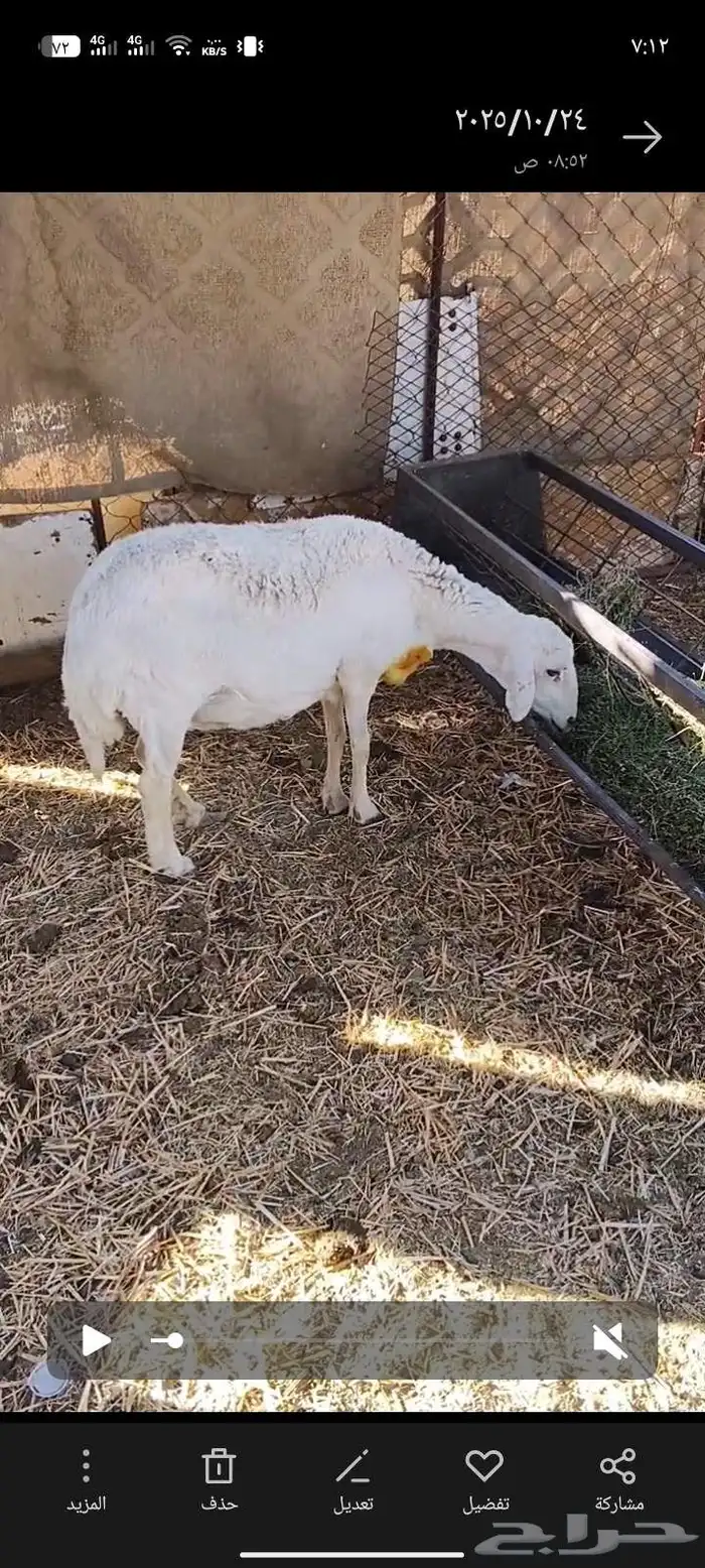 اعرض لكم نعجه دافع 0