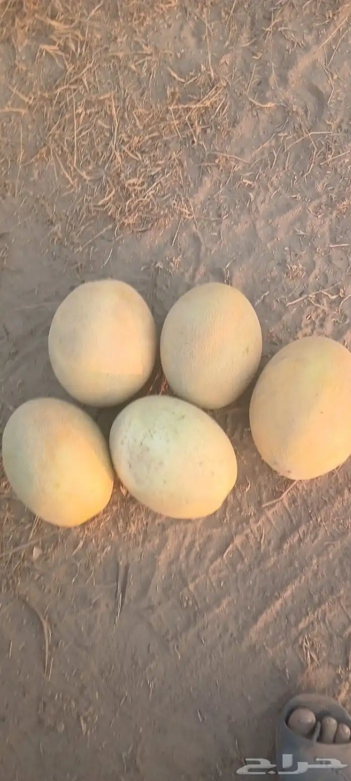 شمام على الثري للبيع 1