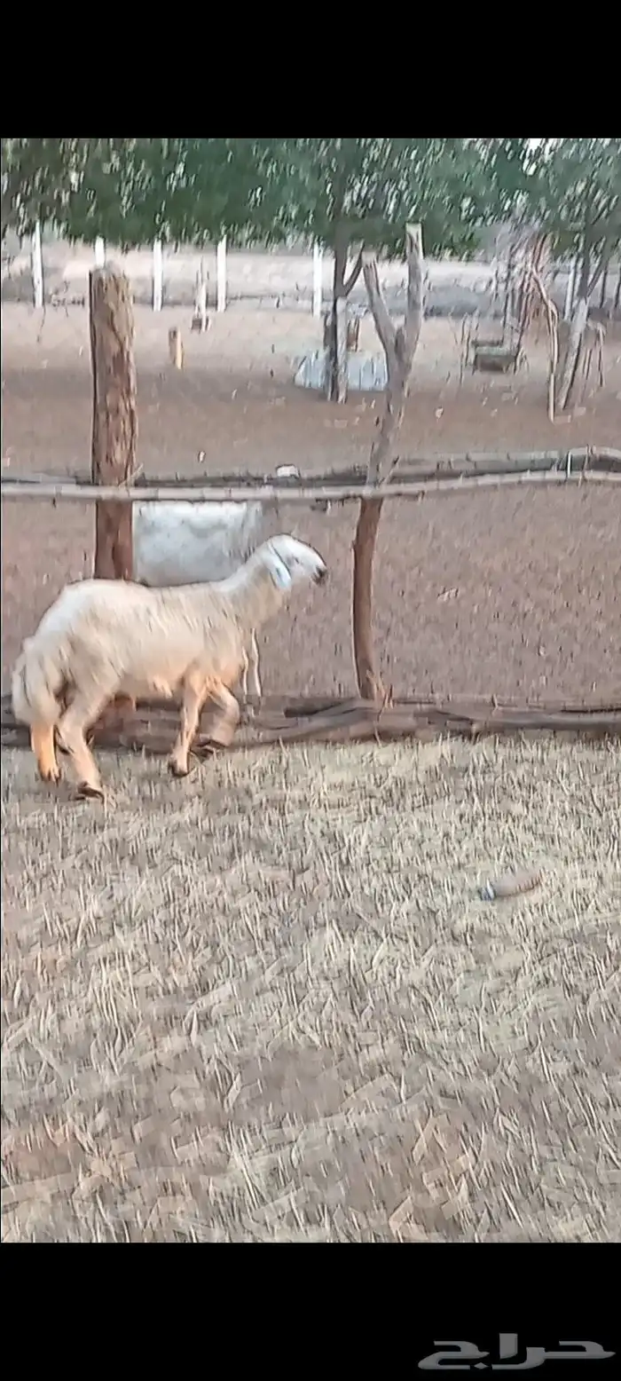 مشروع فحل حري فاخر بعمر خمسه شهور 1