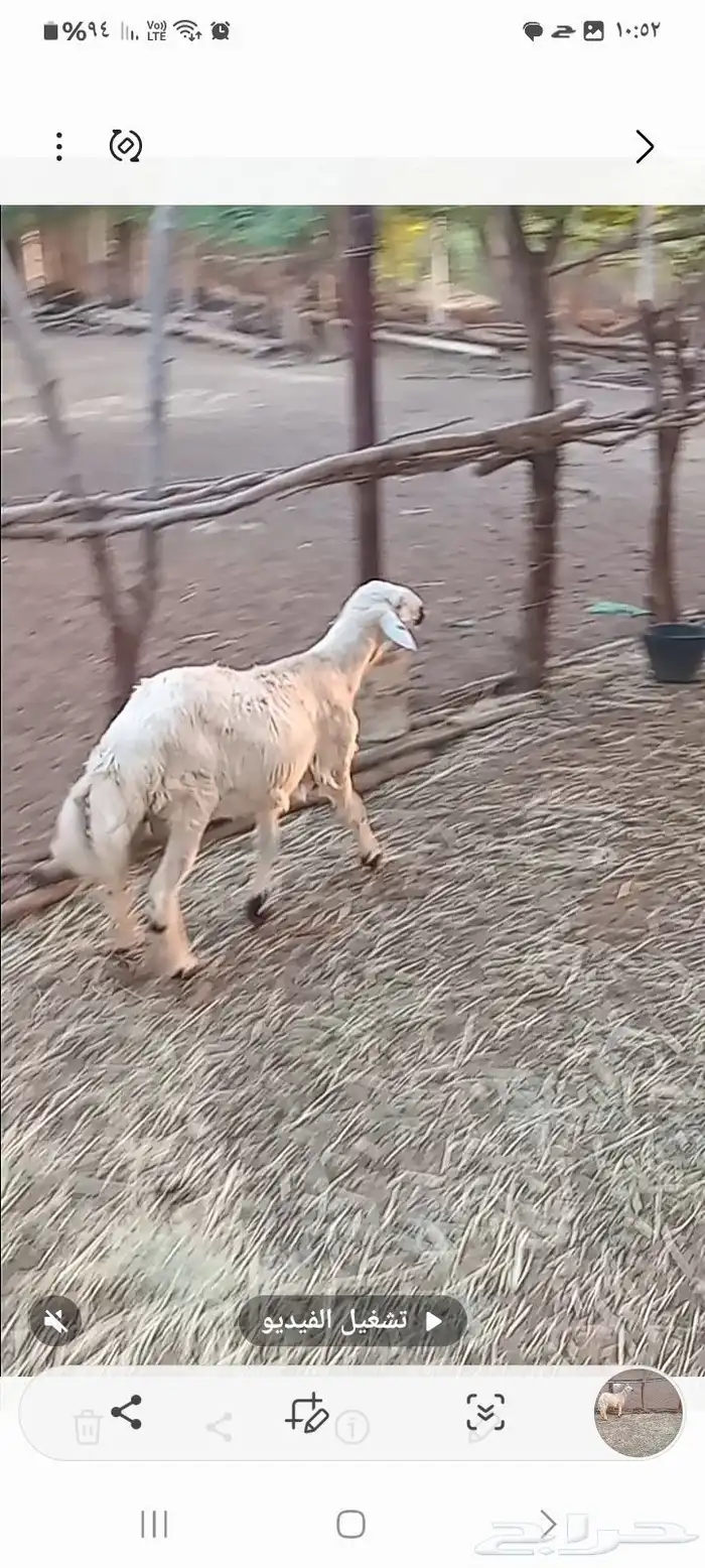 مشروع فحل حري فاخر بعمر خمسه شهور 3