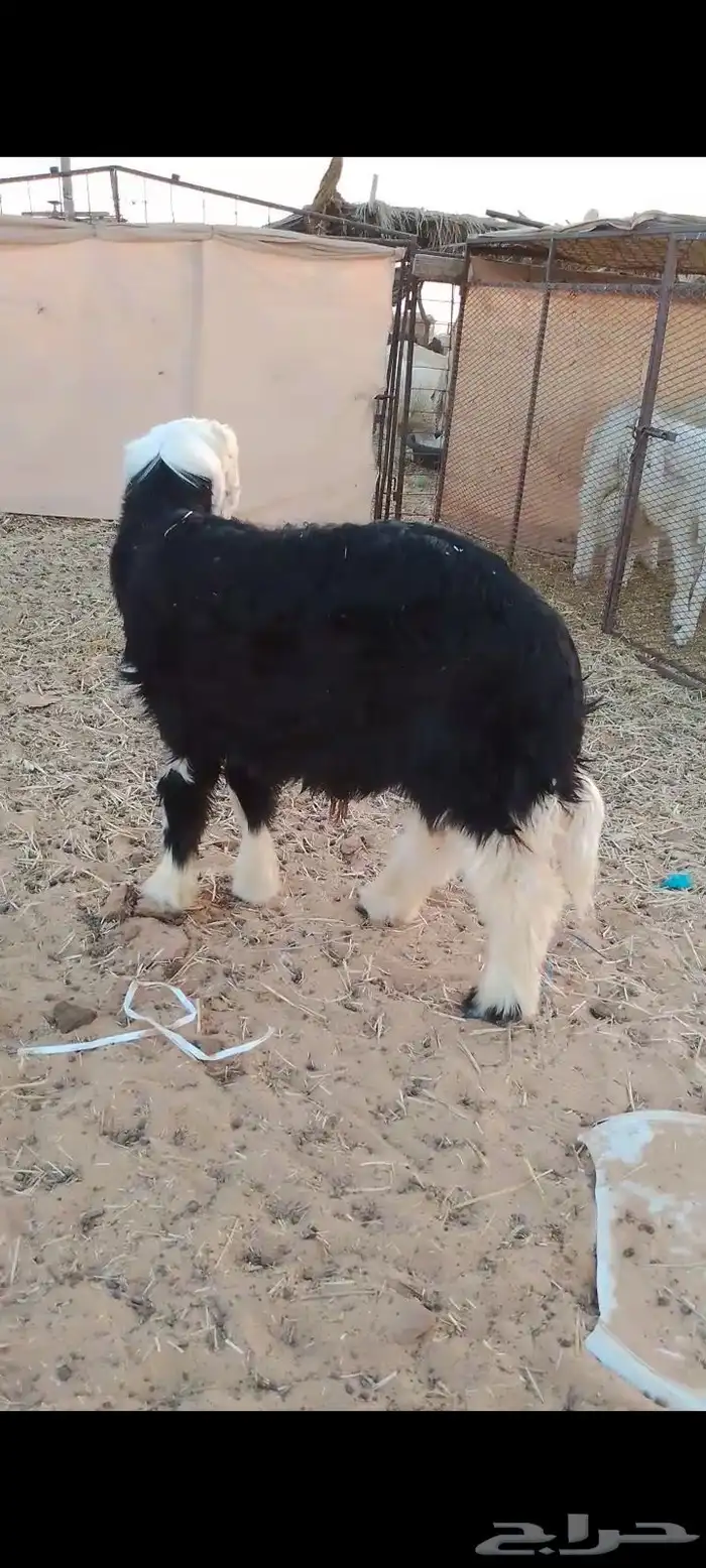 خروف نجدي ذبيحه 1