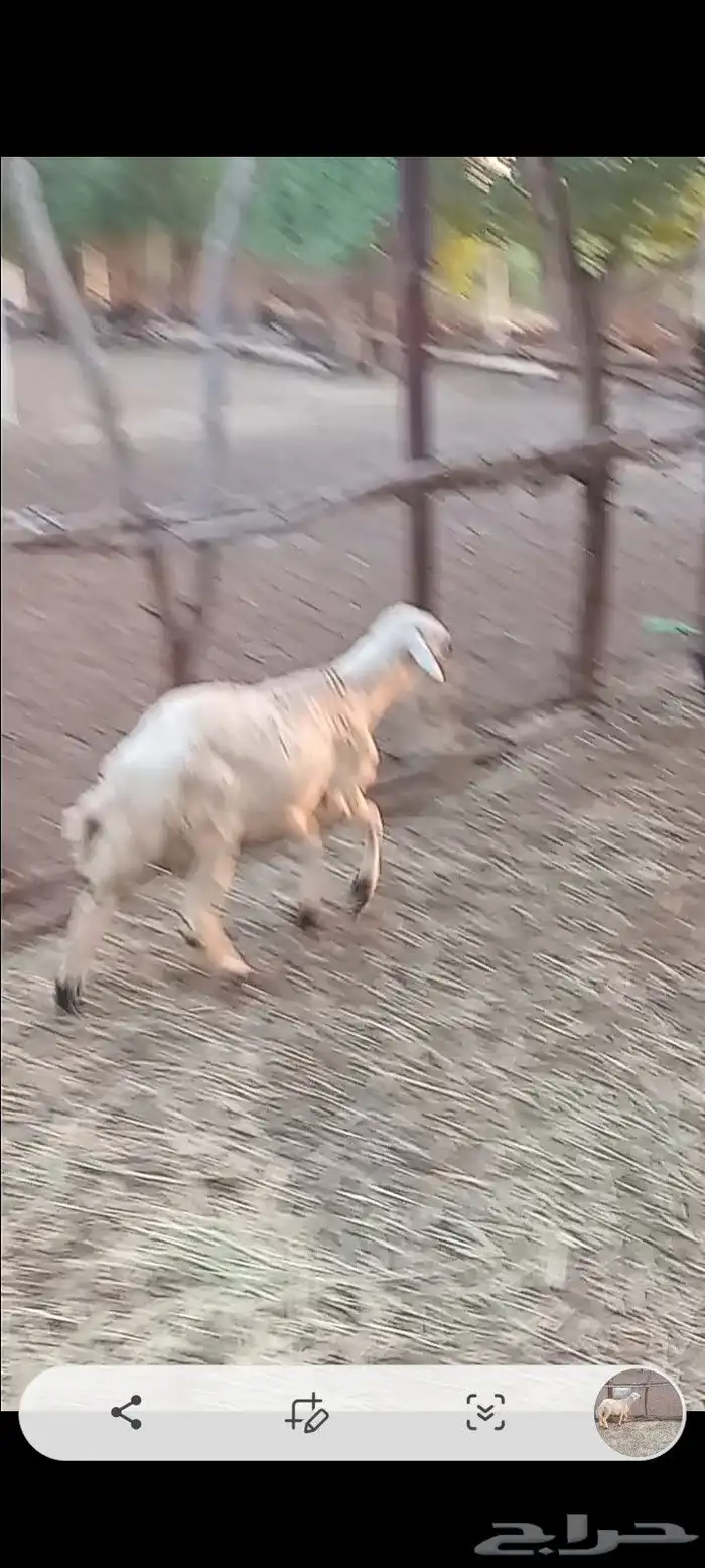 مشروع فحل حري فاخر بعمر خمسه شهور 0