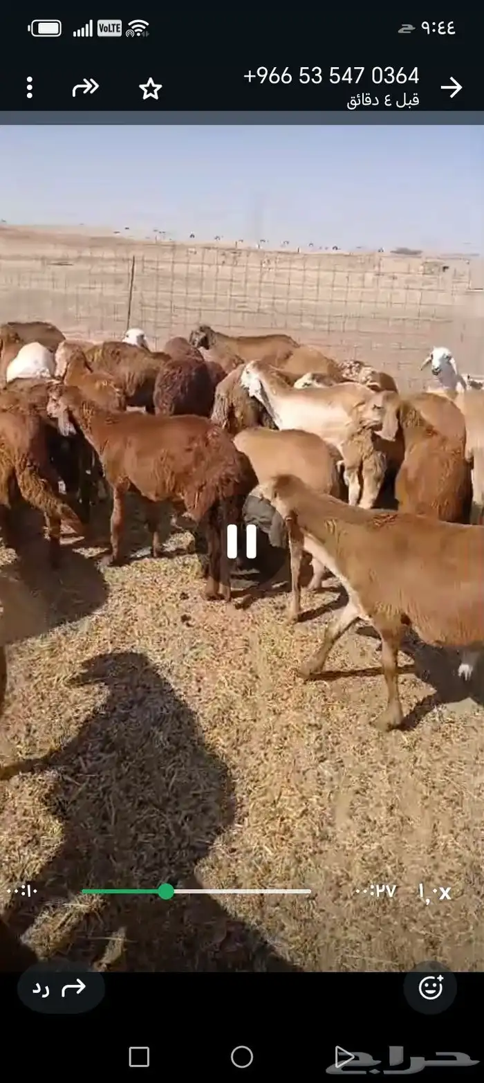 طليان سواكني حمري مرابي تفريد 2