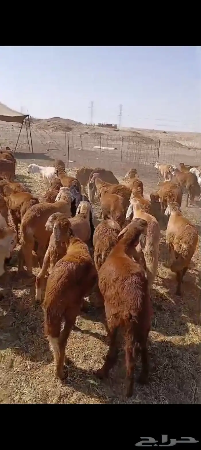 طليان سواكني حمري مرابي تفريد 0