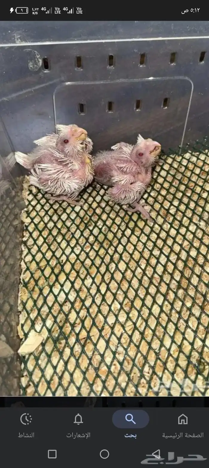 ذكر كروان لاتينو وفرخ البينو 2