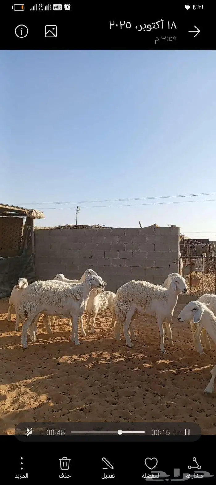 للبيع حريات صنف فاخر دفيع ومتابيع 1