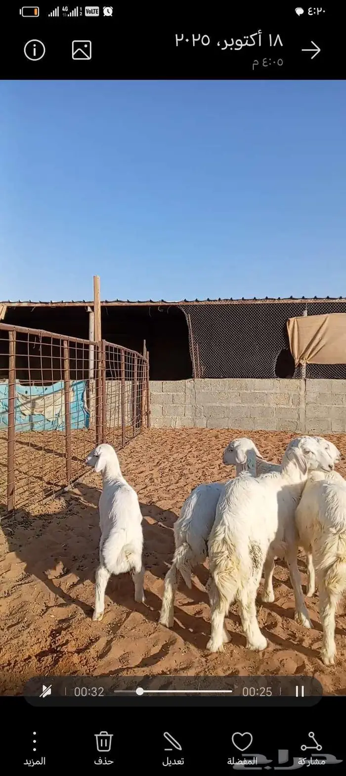 للبيع حريات صنف فاخر دفيع ومتابيع 2