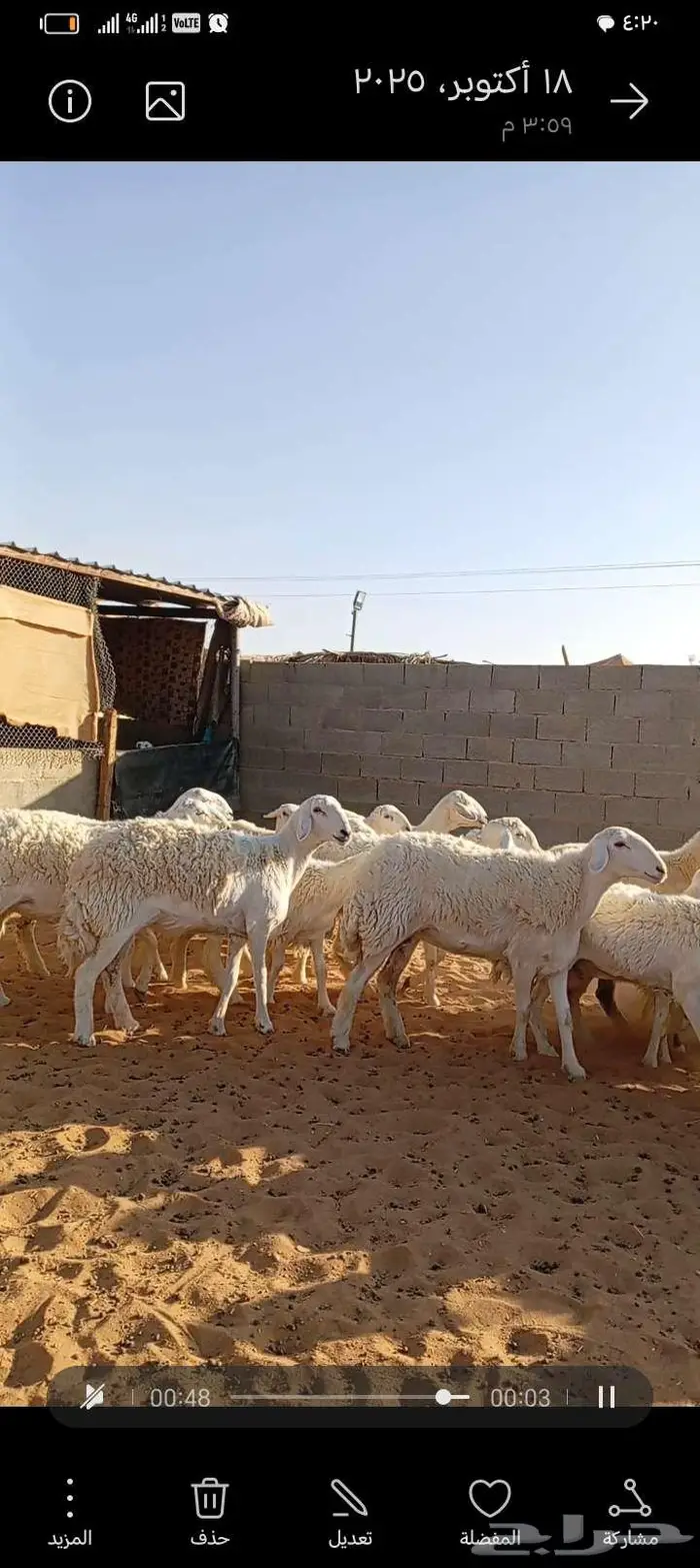 للبيع حريات صنف فاخر دفيع ومتابيع 3