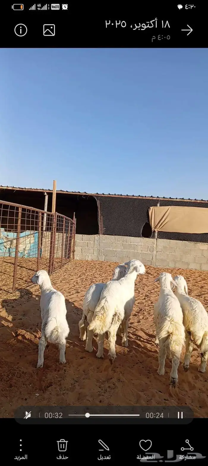 للبيع حريات صنف فاخر دفيع ومتابيع 4