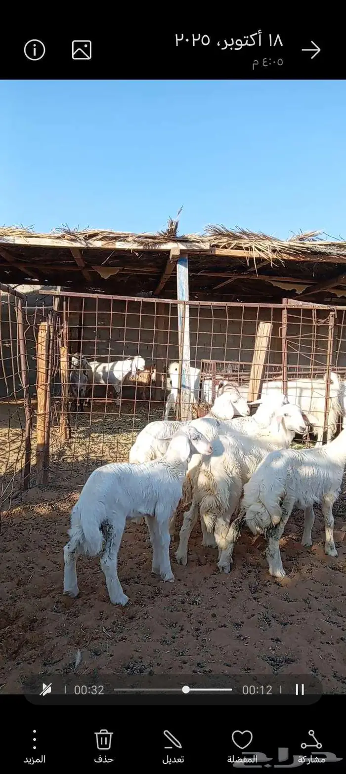 للبيع حريات صنف فاخر دفيع ومتابيع 5