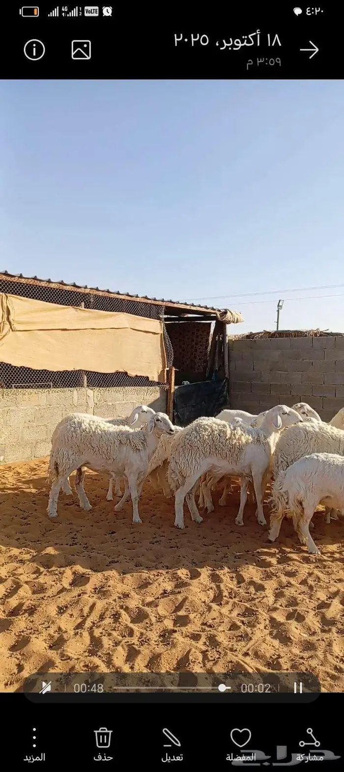 للبيع حريات صنف فاخر دفيع ومتابيع 7