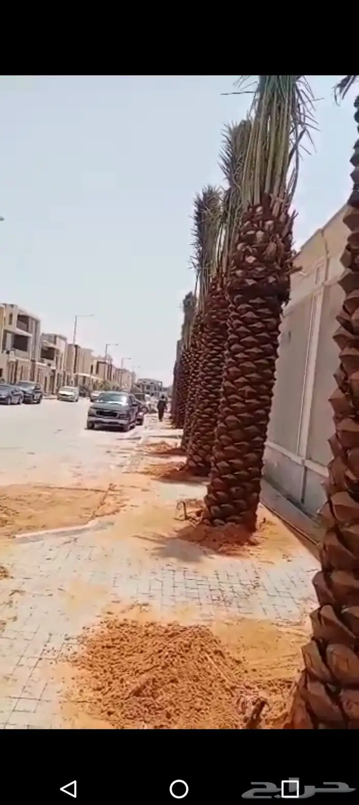 يتوفر لدينا جميع انواع النخل عربي واشنطني للبيع 1