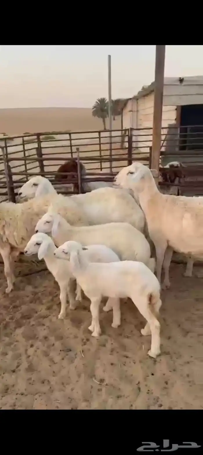 غنم رغايث حريات 3حدرها 5ربع وصاف شبب جرم وطرف 1