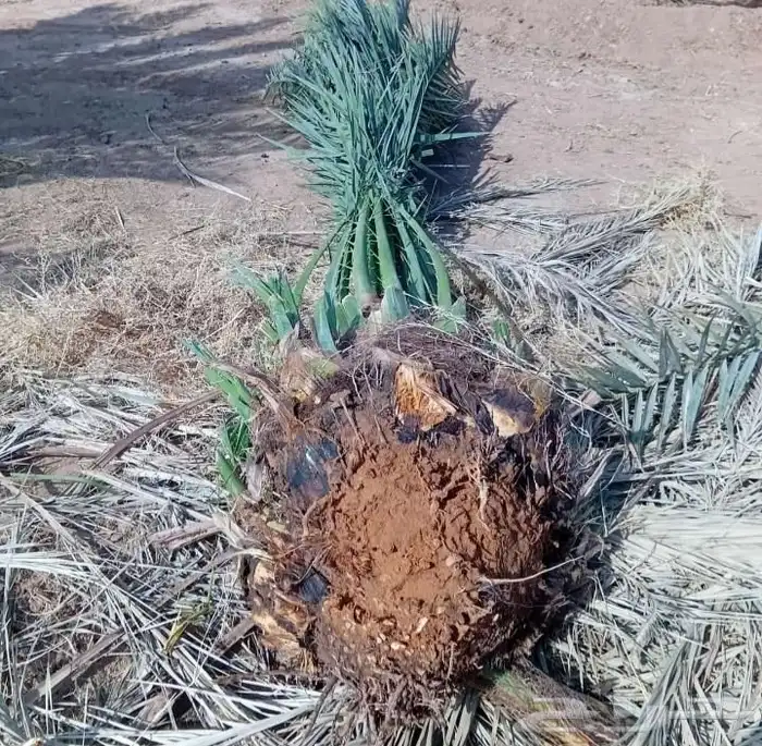 نخل المجمعه 9