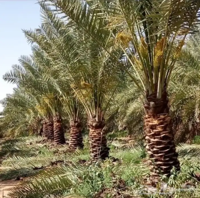 نخل المجمعه 2