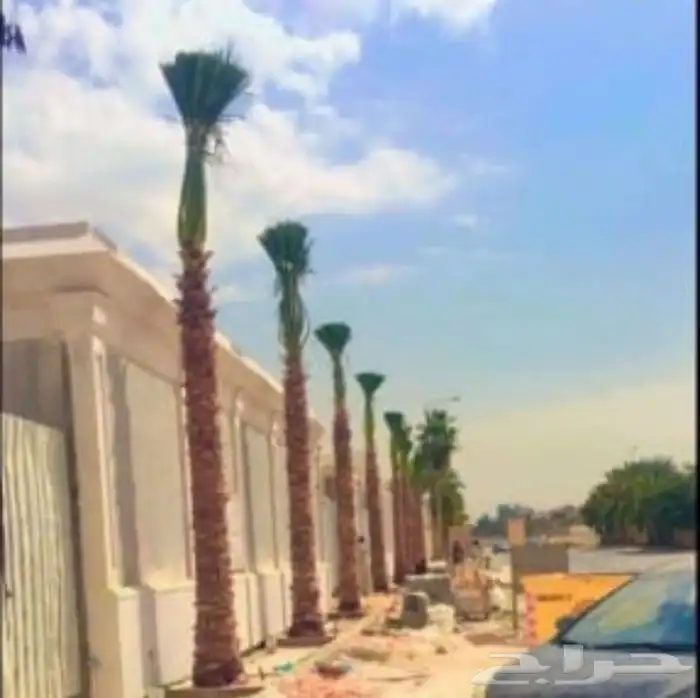 نخل واشنطني وعربي 2