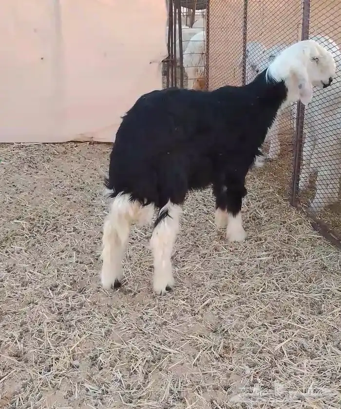 خروف نجدي ذبيحه 0