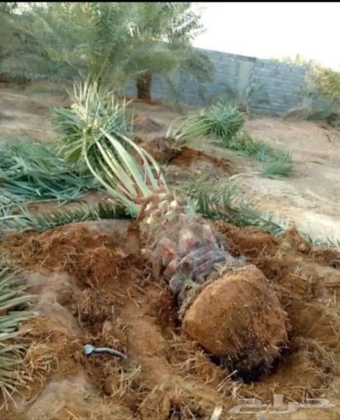 يوجد لدينا جميع انواع النخيل 0