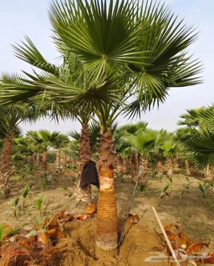 يوجد لدينا جميع انواع النخيل 6