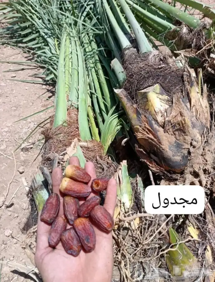 نخيل المجمعه 2