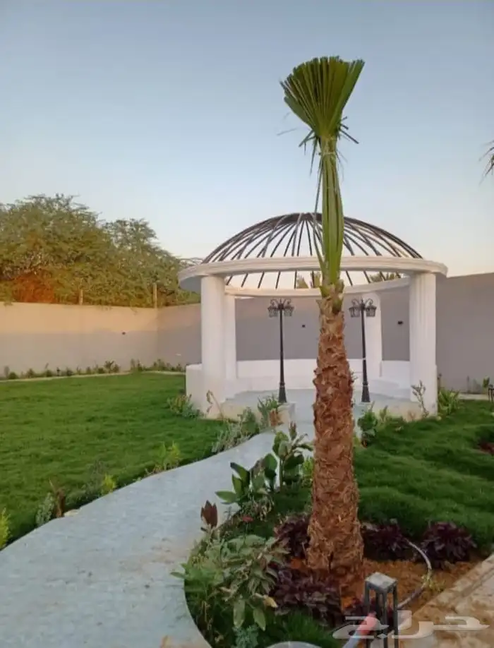 يوجد لدينا جميع انواع النخيل 4