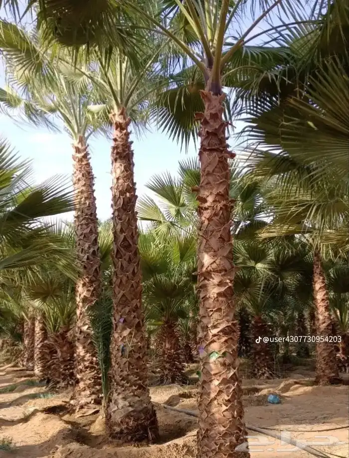 نخيل للبيع 1