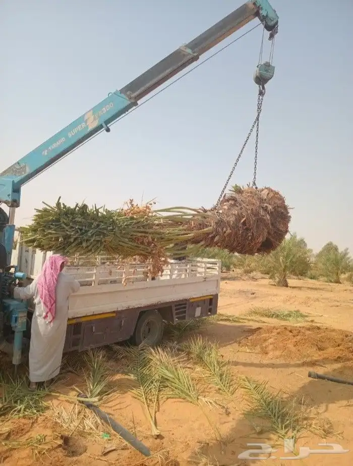 نخل المجمعه 4