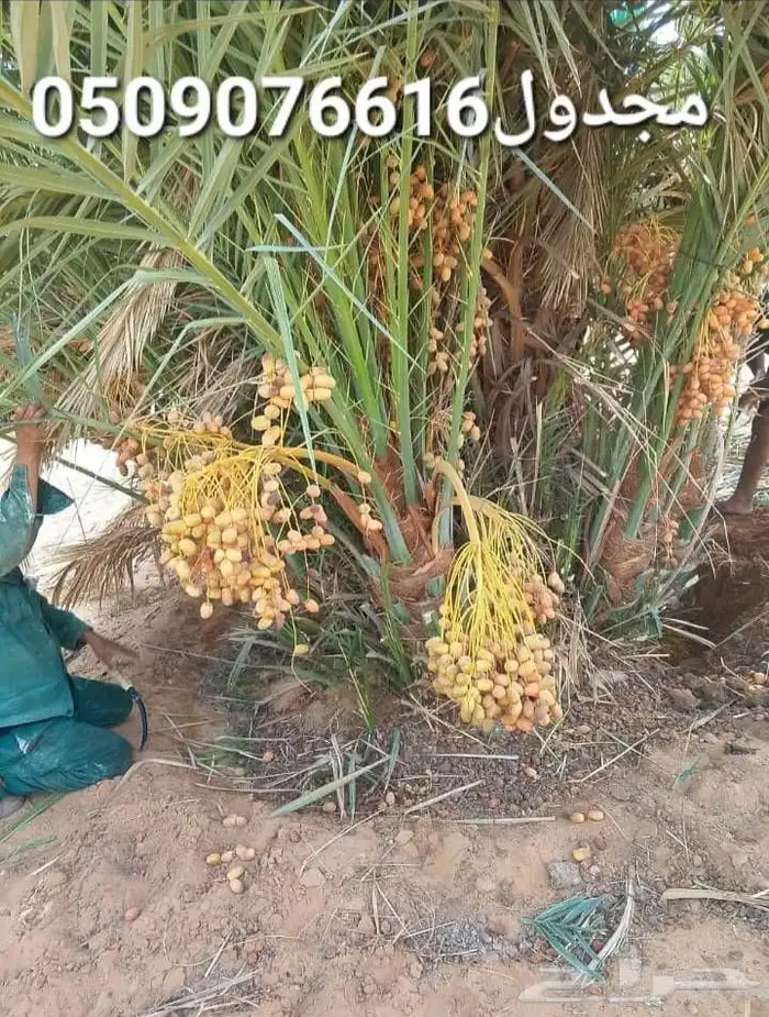 نخل المجمعه 8