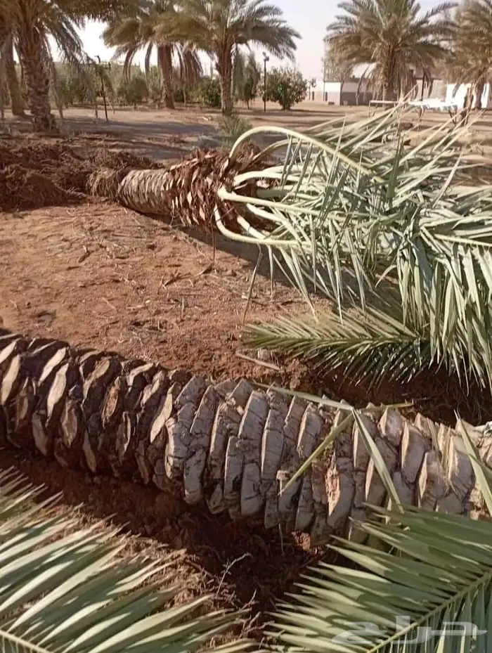 يتوفر لدينا جميع انواع النخل عربي واشنطني للبيع 9