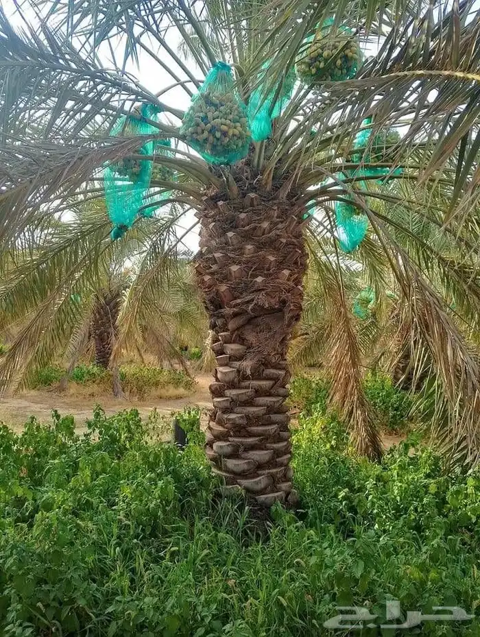 نخل للبيع نخيل نقايل جثايث مثمر خلاص صقعي سكري شيشي برحي سلج 6