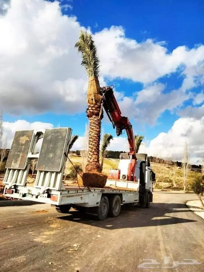 يتوفر لدينا جميع انواع النخل عربي واشنطني للبيع 8