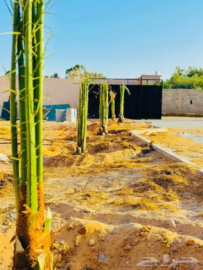 ابو علي لتوريد انخيل 9