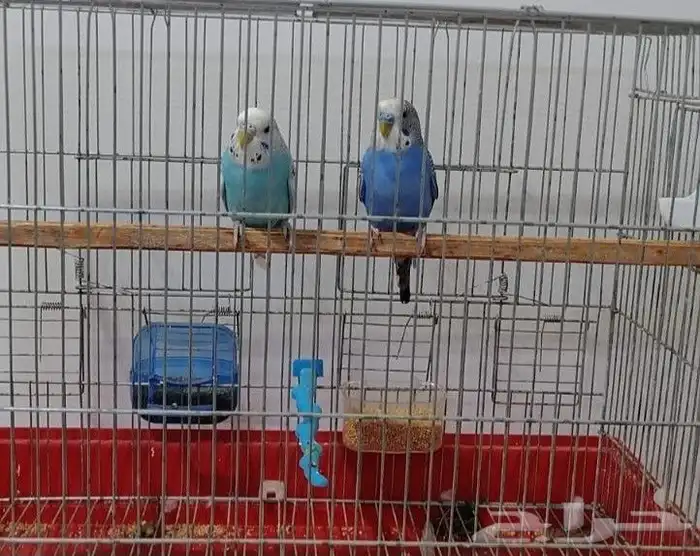 عصافير بادجي جامبو هولندي 1