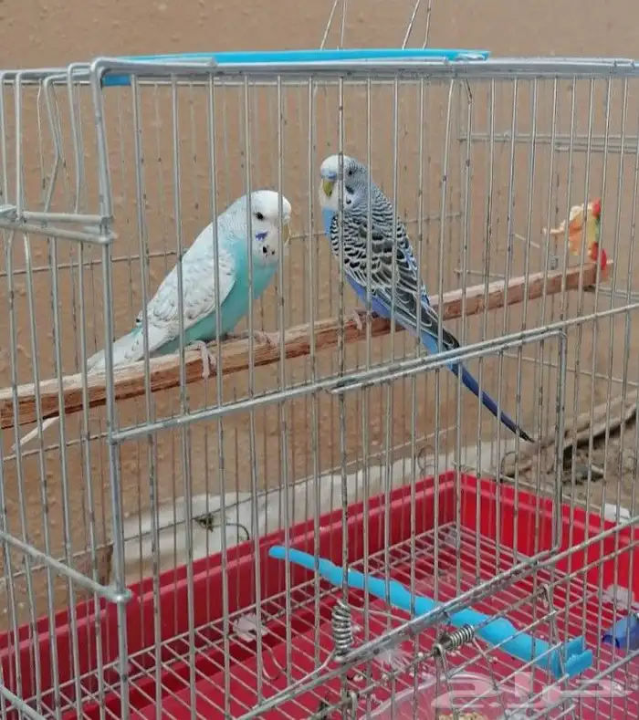 عصافير بادجي جامبو هولندي 2