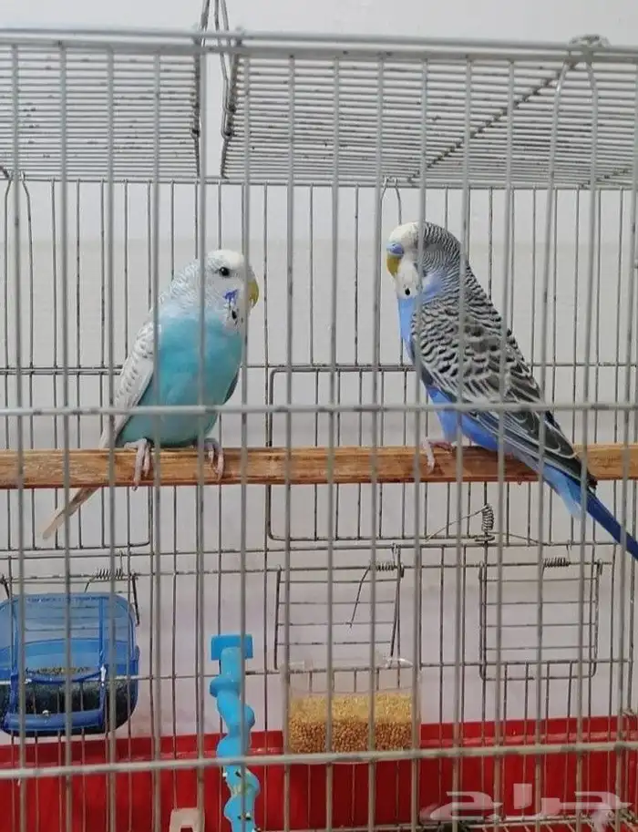 عصافير بادجي جامبو هولندي 0