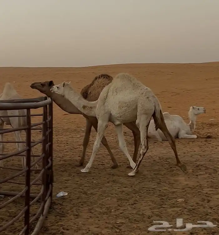 قعود وبكره للبيع 2