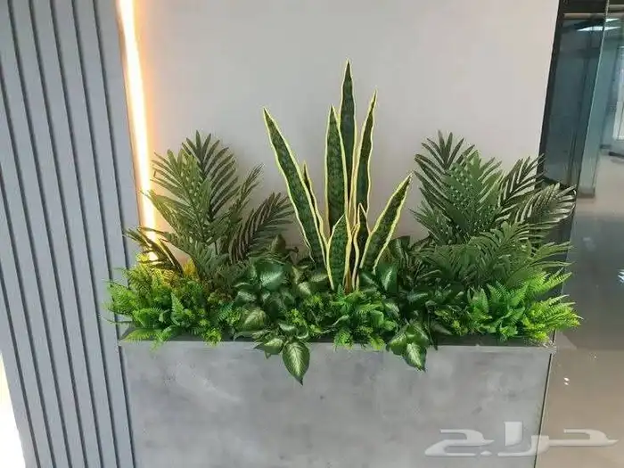 مؤسسة زهرة الخليج الزراعية -نجران -دحضة 5